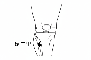足三里穴 足三里穴